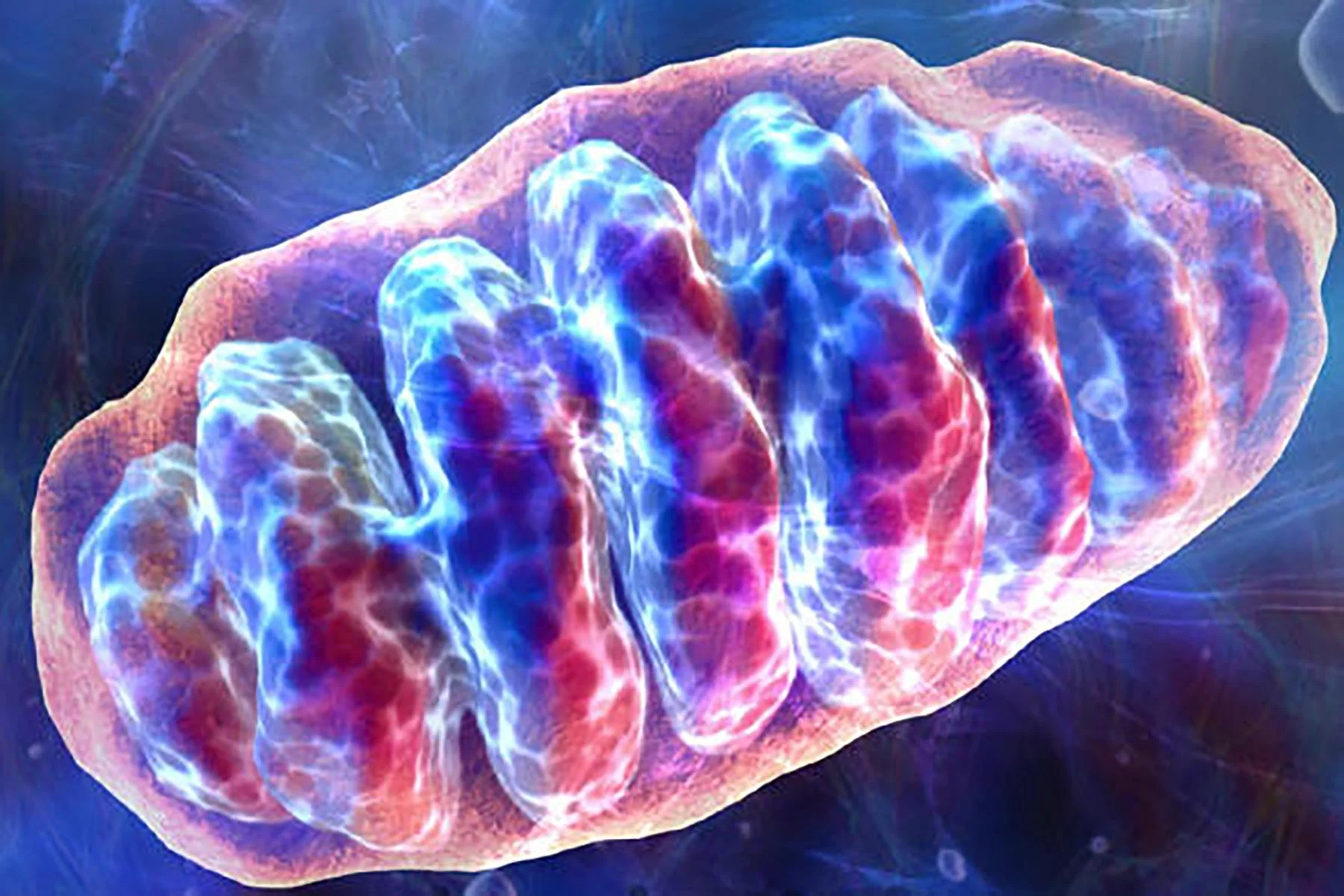 Mitocondrias 3.0: cómo tus células gobiernan tu mente, emociones y envejecimiento